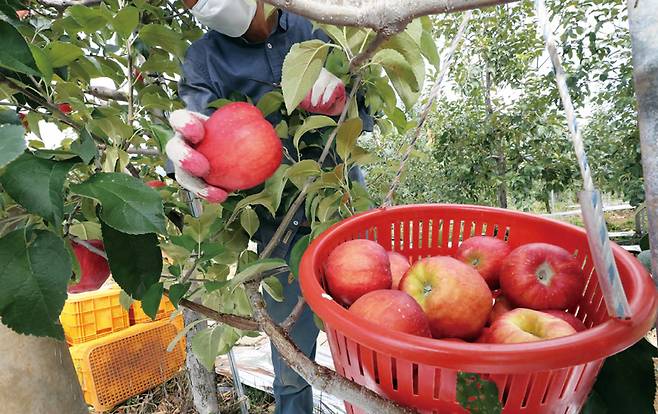지구온난화와 자연재해, 고령화 여파로 사과 생산량이 줄면서 가격이 폭등하고 있다. 사진은 충북 충주의 한 과수원에서 사과를 수확하는 모습 ⓒ연합뉴스