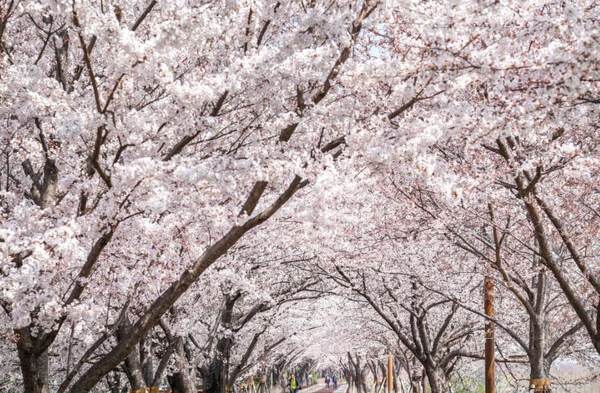 온라인 커뮤니티