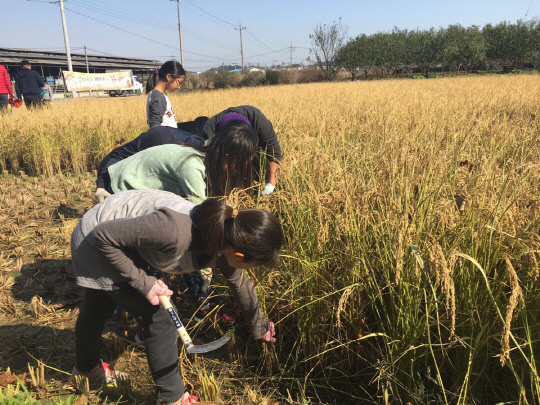 세종시가 올해 우수 농산물 관리제도(GAP) 인증 '삼광쌀' 생산을 늘리기로 했다. 사진은 벼베기 행사를 하고 있는 학생들 모습. 세종시 제공