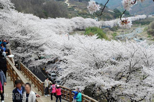화개동천 끝자락 칠불사 가는 길의 쌍계사 십리벚꽃길. 한국일보 자료사진