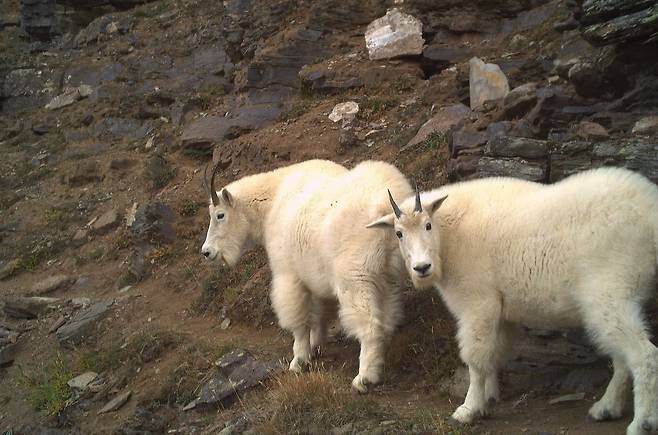 코로나 19 봉쇄기 동안 동작 감응 자동 카메라에 찍힌 산양들./캐나다 브리티시 컬럼비아대