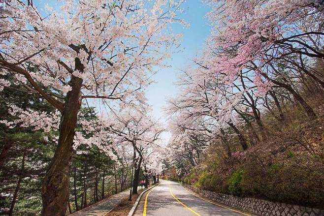 화려하게 만개한 벚꽃을 감상할 수 있는 워커힐호텔 산책로. 워커힐호텔앤리조트 제공.