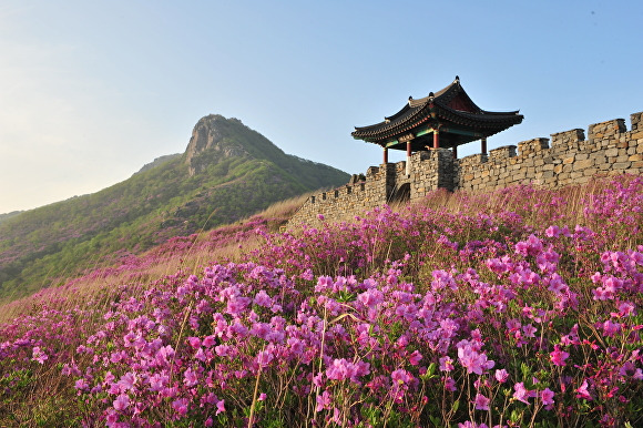 철쭉제가 열리는 경상남도 산청군 황매산 철쭉 전경. [사진=경상남도 산청군]