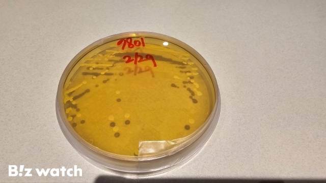 종균을 배양하는 모습 / 사진=김지우 기자 zuzu@