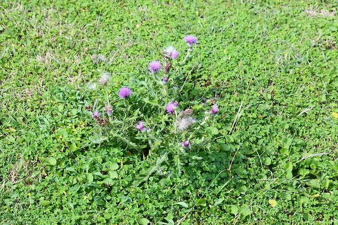 /김준 제공 꽃이 지고 새로 돋아난 엉겅퀴 줄기.