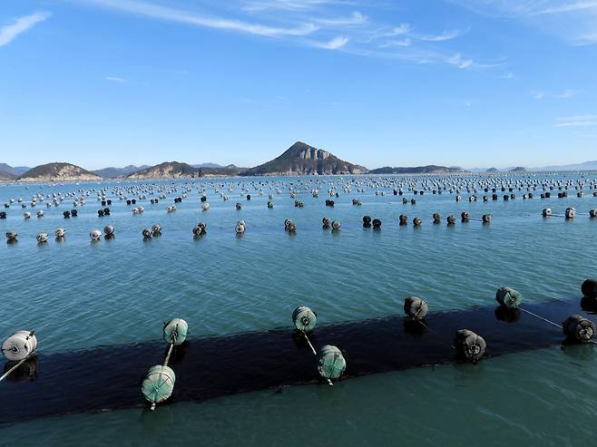 명승으로 지정된 고흥 금강죽봉 주변의 김 양식장