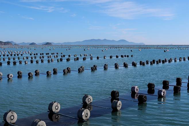 고흥 나로도 해역의 김 양식장