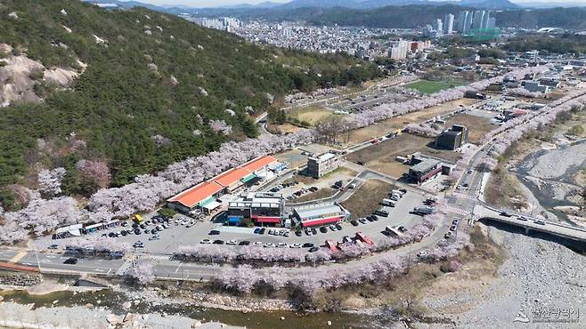 울산 울주군 삼남읍 작천정 벚꽃 터널. 울산시 제공