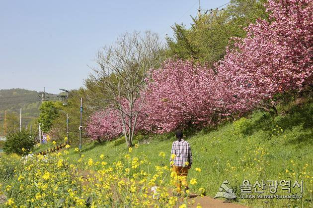 척과천의 겹벚꽃길 관광 이미지.울산시 