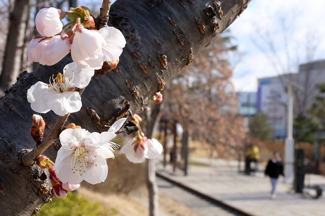 20일 경북 포항시 남구 대이동 철길숲에 벚꽃이 활짝 피어 있다.[사진제공=연합뉴스]