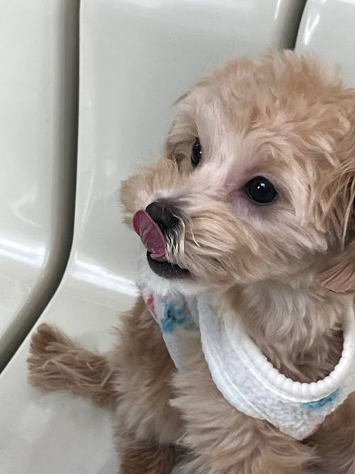 배우 서범준이 동생 몽드를 MK스포츠에 소개했다. 사진=서범준