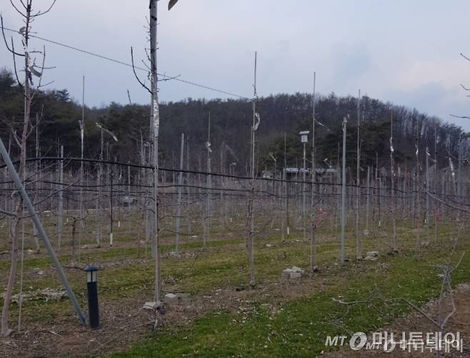 지난 19일 경북 청송군 파천면에 있는 송모씨의 사과 과수원. /사진=독자 제공