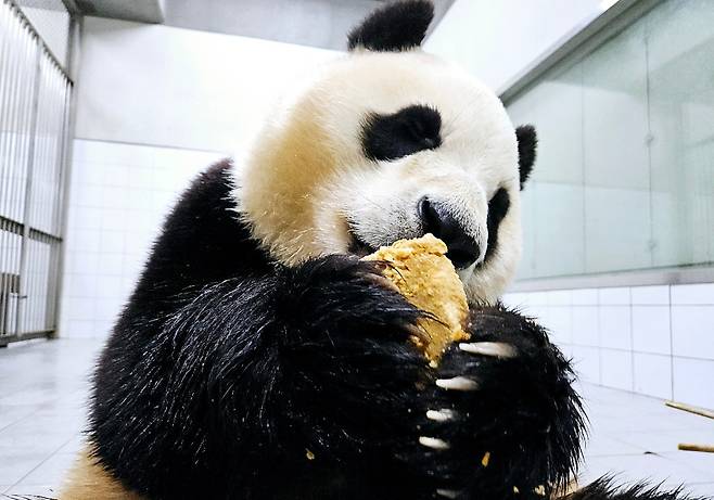 중국 송환을 앞두고 검역실에서 지내는 자이언트 판다 푸바오의 일상이 공개됐다. 워토우(판다 전용 영양빵)를 먹는 모습. /사진=에버랜드 주토피아 카페 캡처