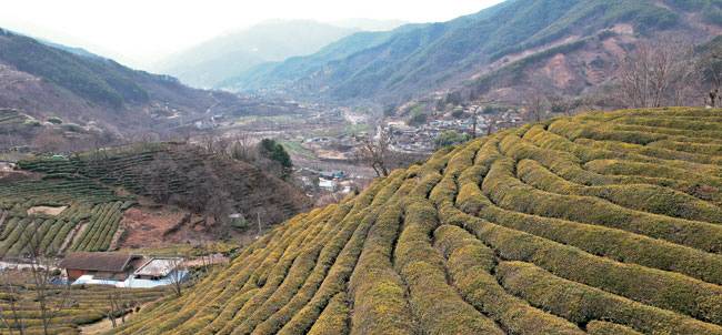 하동군 화개면 정금리의 정금차밭. 차밭의 이랑 저 아래로 지리산에서 발원한 화개천이 흘러내린다.
