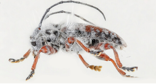 오스트레일리아 자연보호구역 곤드나와 열대우림 지역에서 온몸이 흰 털로 뒤덮인 새로운 종의 딱정벌레가 발견됐다. 제임스 트위드/퀸즐랜드대 제공