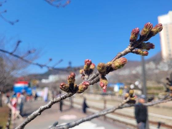 진해군항제 개막을 하루 앞둔 21일 오전 벚꽃 명소인 경남 창원 진해구 경화역. 벚나무가 개화하지 않아 앙상한 가지만 드러내고 있다. 안대훈 기자
