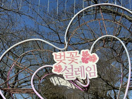 축제(23일) 시작 이틀을 남긴 21일 오전 제주시 애월읍 장전리 왕벚꽃축제장 모습. 벚꽃나무 터널에 꽃이 제대로 피지 않은 채 축제 조형물들이 설치돼 있다. 최충일 기자