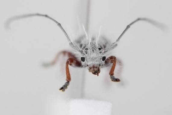 호주 퀸즐랜드에서 발견된 신종 딱정벌레. 학명 'Excastra albopilosa'. 사진=호주 국립 곤충 수집물(ANIC)