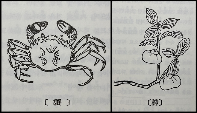 <본초강목>에는 '게와 감을 함께 복용하면 복통과 설사를 유발한다.'고 기록되어 있다. 그림의 해(蟹)는 게(왼쪽), 시(柿)는 감이다.