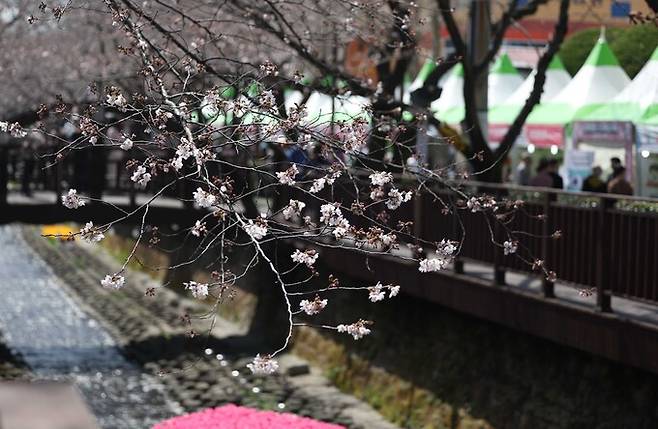 국내 최대 봄꽃 축제인 진해군항제가 열리는 23일 경남 창원시 진해구 여좌천에서 벚꽃이 펴 눈길을 끈다. 연합뉴스