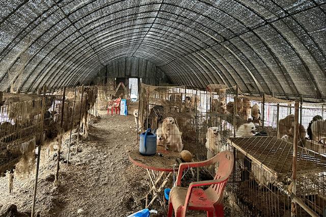 지난달 말 구조 당시 충남 보령시의 무허가 번식장에서 방치된 채 길러지던 개들의 모습. 동물자유연대 제공