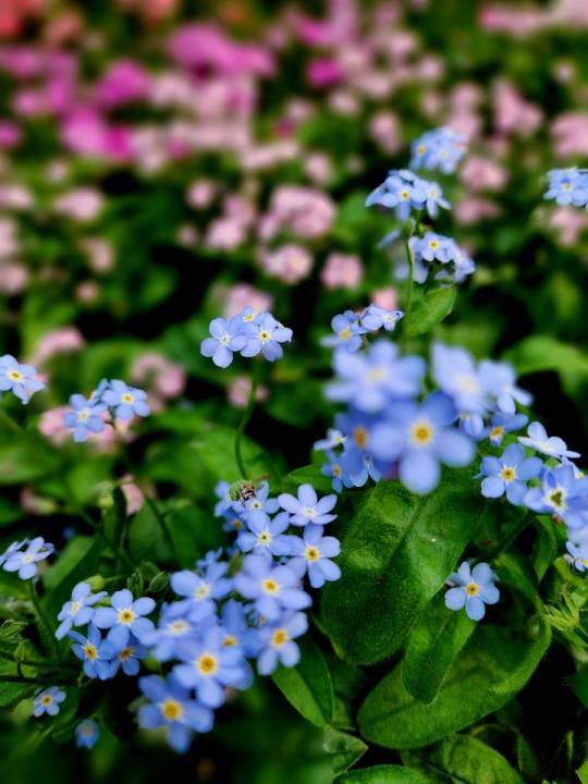 남보라색 물망초. 3월15일 서울 양재꽃시장에서