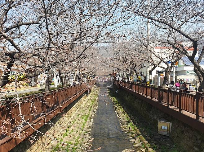 진해군항제 축제 기간인 23일 진해 벚꽃 명소로 알려진 여좌천 로망스 다리 주변 벚나무는 아직 벚꽃이 피지 않은 상태.