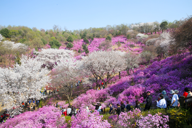 원미산 진달래동산에 만개한 봄꽃 사이로 시민들이 줄지어 거닐고 있다. 부천시 제공