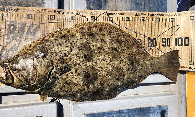 서귀포 범섬 바다에서 낚인 몸길이 1ｍ 대물 광어. 장영준씨 제공