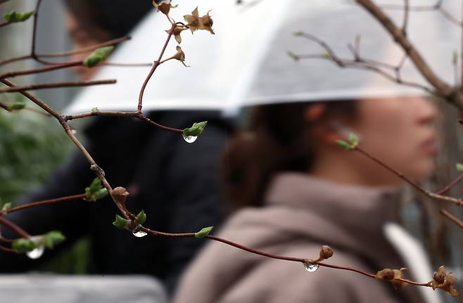 26일 서울로7017에서 나무에 빗방울이 맺혀 있는 가운데 우산을 쓴 시민들이 지나가고 있다. 뉴시스