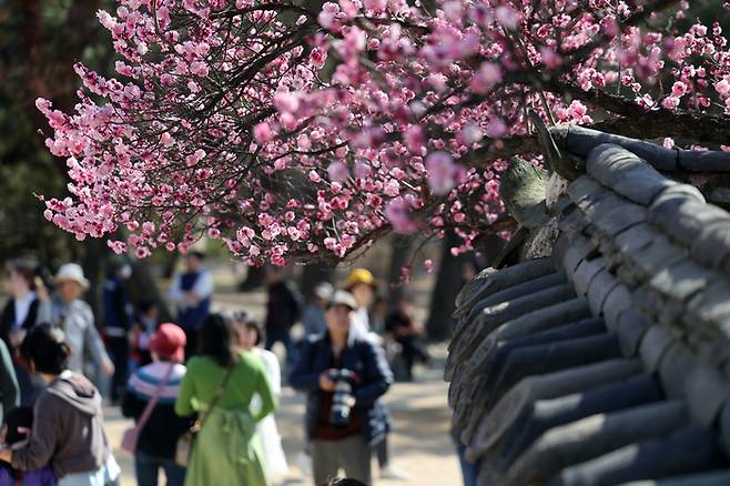 지난 24일 오후 서울 종로구 창덕궁에서 시민들이 매화나무를 배경으로 사진을 찍고 있다. [사진 출처 = 연합뉴스]