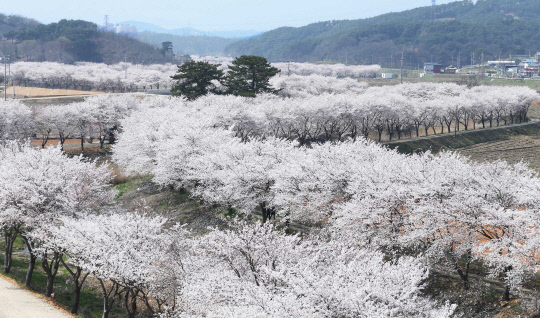 충남 당진에서는 4월 6일-7일 이틀간 '당진순성 벚꽃 축제'가 열린다. 12km의 순성 벚꽃길은 지역민들이 직접 심고 가꾼 곳으로 유명하다. 사진=당진시