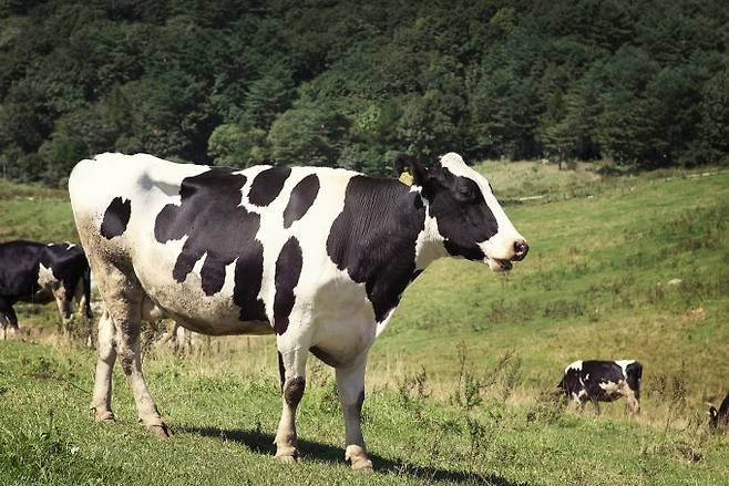 미국 텍사스주에 있는 최소 2곳의 낙농장과 캔자스에 있는 2곳의 낙농장에서 병든 소의 우유와 코 면봉 샘플에서 AI인 H5N1에 양성반응이 나왔다. 게티이미지뱅크 제공