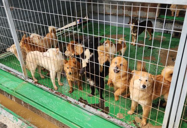 지자체 보호소에는 믹스견과 강아지들이 많이 들어오지만 대부분 안락사된다. 한국일보 자료사진