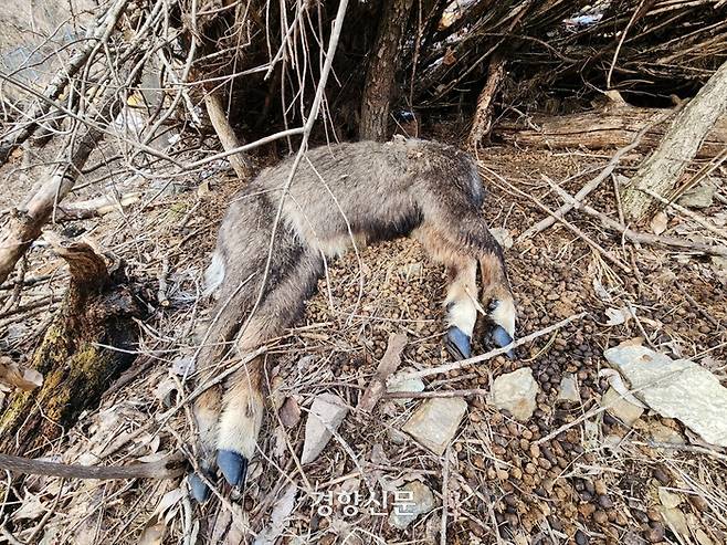 강원 인제 미시령옛길 인근의 아프리카돼지열병 울타리로 인해 고립된 지역에서 발견된 산양 사체. 김기범기자.