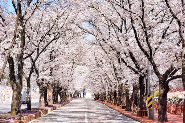 전국 4월 축제 일정 / 온라인 커뮤니티