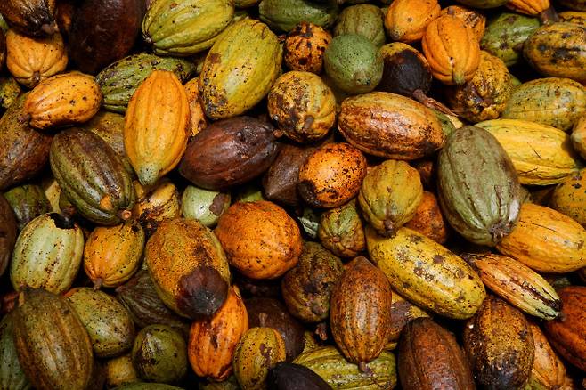 코트디부아르 신프라의 한 농장에 코코아 열매가 놓여 있다.(사진=로이터)