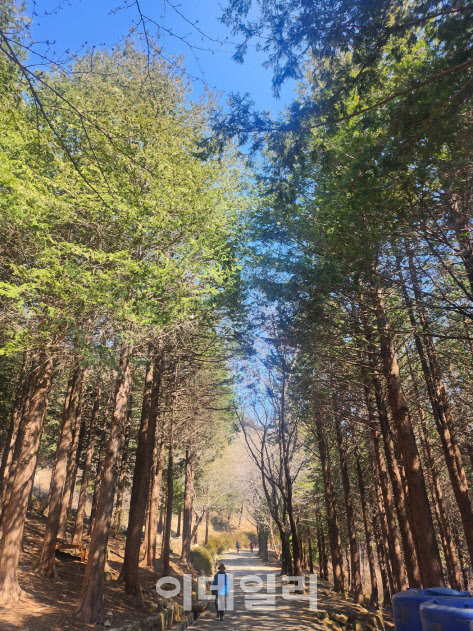 한 등산객이 부산 황령산 편백숲을 걷고 있다. (사진=박진환 기자)