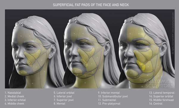 감량은 볼살의 위치를 높게 만드는 효과가 있다. [사진=anatomy4sculptors.com 제공]