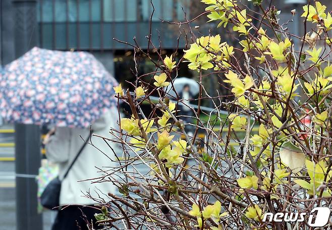 봄비가 내린 25일 오후 서울 종로구 일대를 지나는 우산을 받쳐든 시민들이 발걸음을 재촉하고 있다. 2024.3.25/뉴스1 ⓒ News1 박정호 기자
