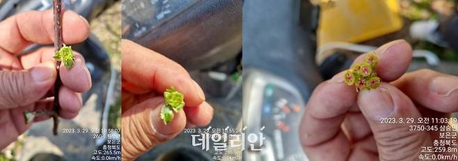 충북 보은군 상승면 일원에서 40년째 사과 농장을 경영하는 이명희씨가 지난해 29일 촬영한 꽃눈 사진. 자세히 보면 꽃눈이 냉해 피해를 입어 검게 변해있다. ⓒ이명희씨 제공