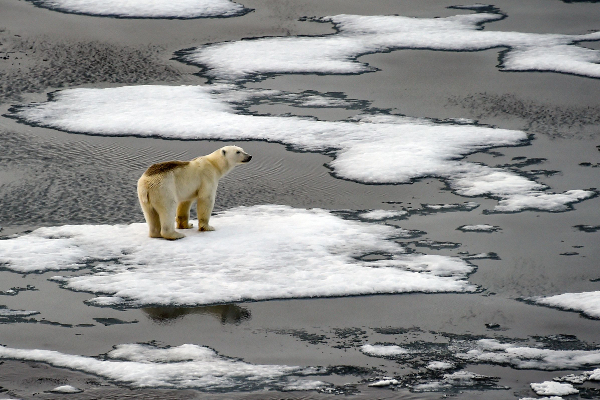 북극곰이 2022년 9월 16일(현지시간) 프란츠 요제프 군도의 영국해협에 섬처럼 떠 있는 빙하 위에 고립된 듯 서 있다. 빙하 표면이 기온 상승으로 듬성듬성 녹아내린 모습이다. AFP연합뉴스