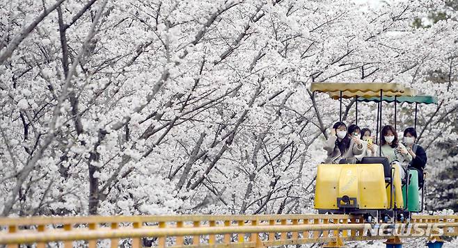 [광주=뉴시스] 모노레일 타며 벚꽃 즐기는 상춘객. (사진=뉴시스DB). photo@newsis.com