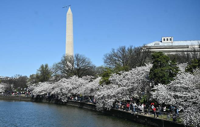 3월 24일 워싱턴 DC의 활짝 핀 벚꽃나무들./AFP 연합뉴스