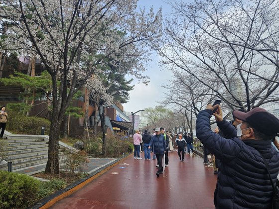 29일 낮, 서울 석촌호수 벚나무 앞에서 사람들이 마스크를 낀 채 사진을 찍고 있다. 벚나무 대부분이 개화하지 않은 탓에 일부 개화한 벚나무에 사람들이 몰렸다. 신혜연 기자
