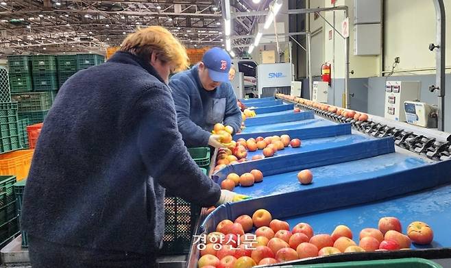 안동농협공산물공판장 관계자들이 27일 공판장에서 사과 선별 작업을 하고 있다. 안동도매시장(안동농협 농산물공판장·합자회사)은 우리나라 사과 도매 물량의 절반가량이 거래되는 곳이다. 최근에는 전체 사과 물량이 줄면서 64.8%가 이곳에서 출하된다. 김현수 기자