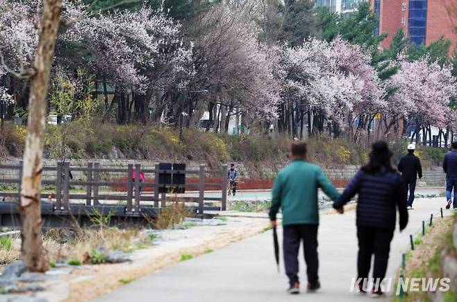 28일 서울 노원구 당현천에서 시민들이 벚꽃을 보며 산책하고 있다.