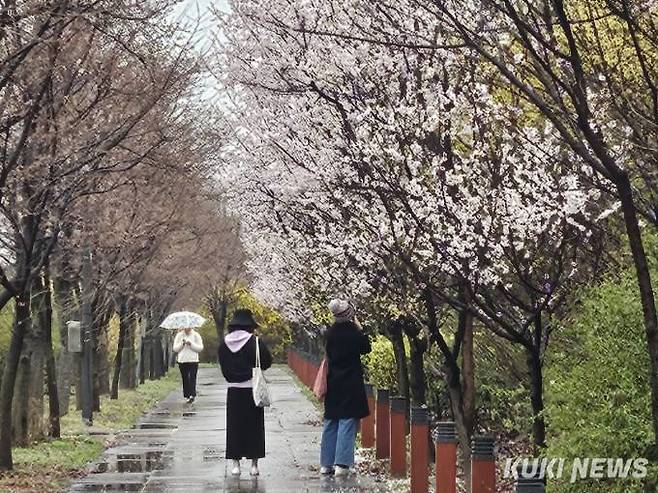 29일 서울 여의도 봄꽃축제가 개막한 가운데 시민들이 영등포구 윤중로 벚꽃길을 찾았다. 사진=임지혜 기자