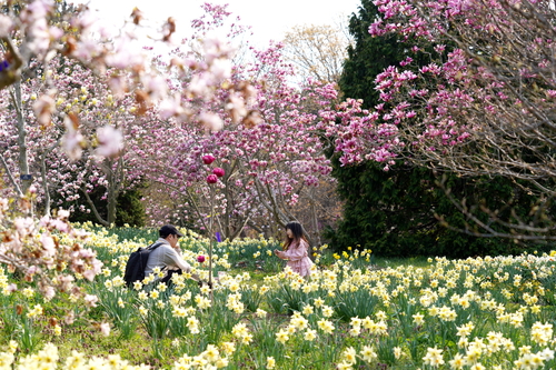 천리포수목원에서는 4월21일까지 목련축제가 열린다(사진 제공=천리포수목원) .