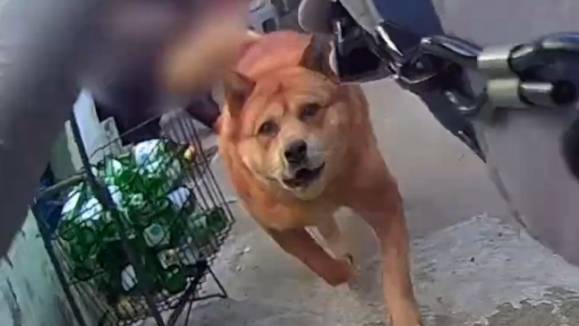 경찰을 향해 달려드는 대형견. 전남경찰청 공식 유튜브